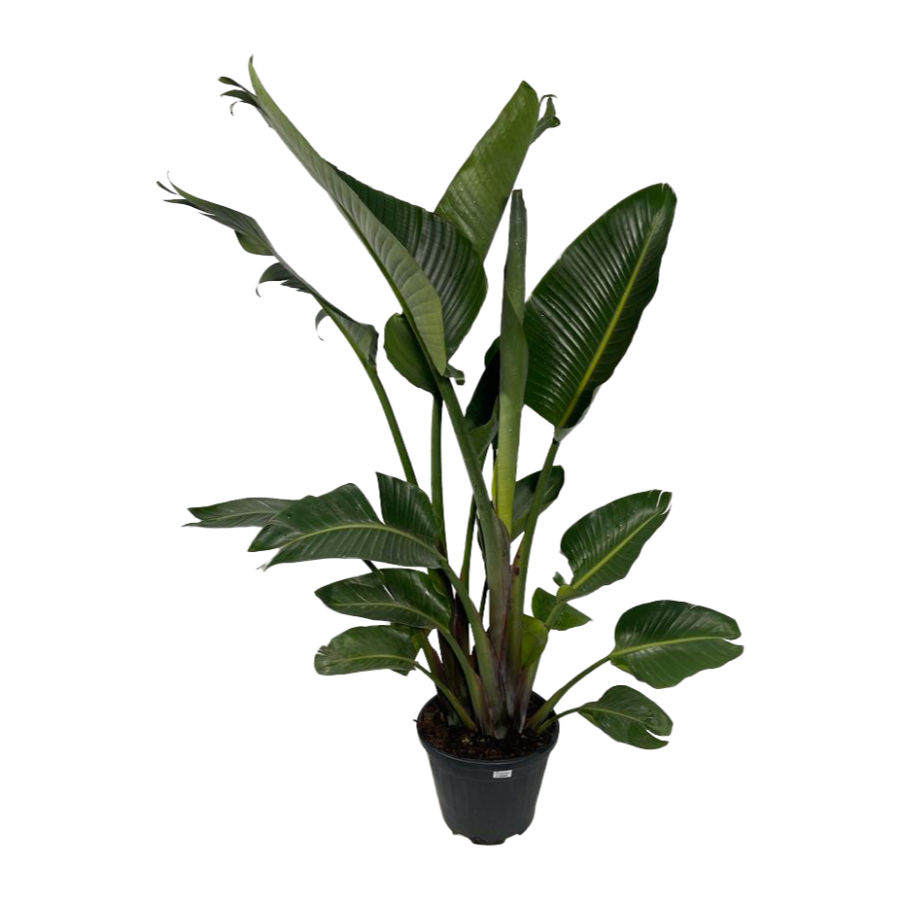 Strelitzie Gross